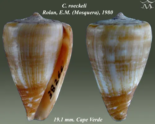 Conus roeckeli