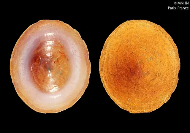 Pyropelta sibuetae