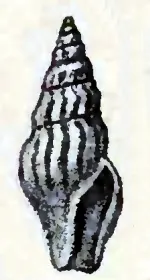 Curtitoma novajasemljensis