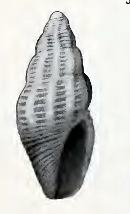Mitromorpha herilda