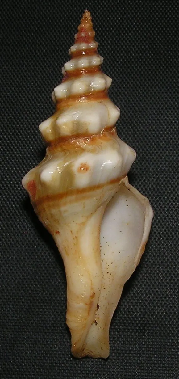 Knefastia tuberculifera