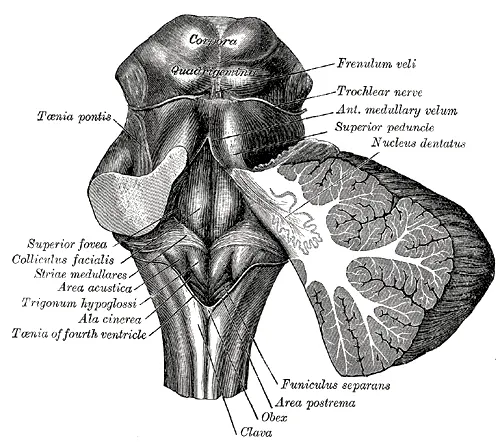 Corpora quadrigemina