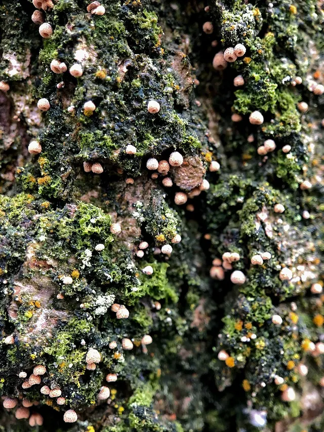 Cyphella