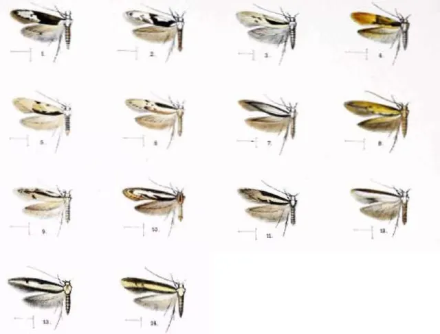 Hyposmocoma limata