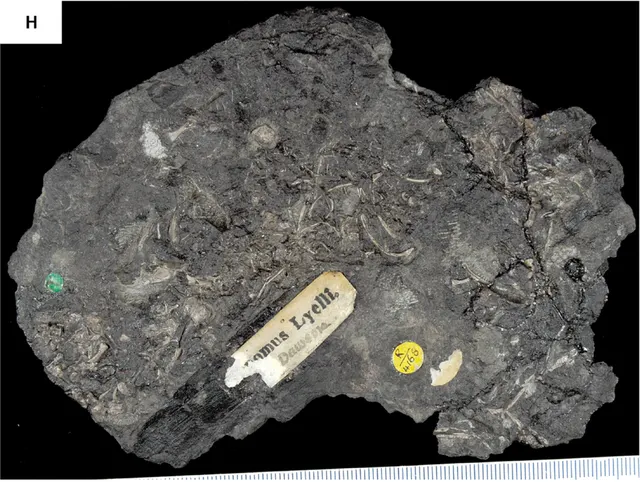 Hylonomus