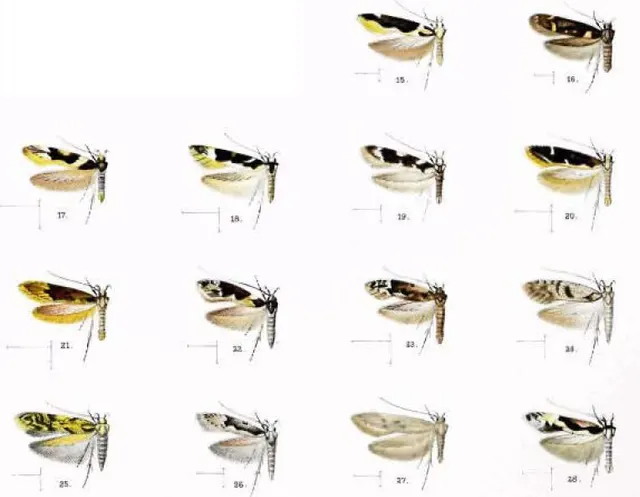 Hyposmocoma notabilis