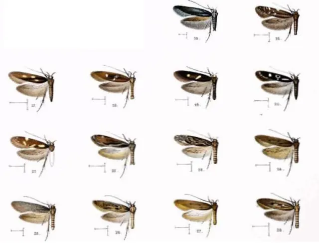 Hyposmocoma punctiplicata