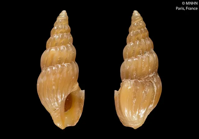 Cerodrillia nicklesi