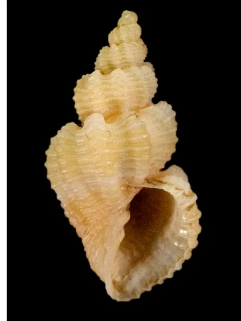 Axelella scalatella