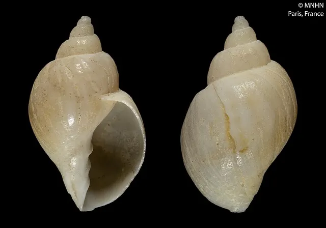 Sydaphera lactea