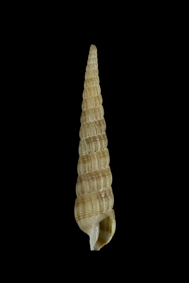 Myurella pseudofortunei