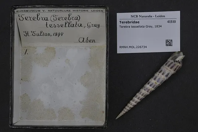 Terebra tessellata