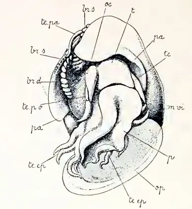 Anatoma euglypta