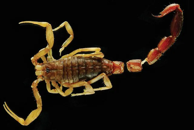 Ananteris sabineae