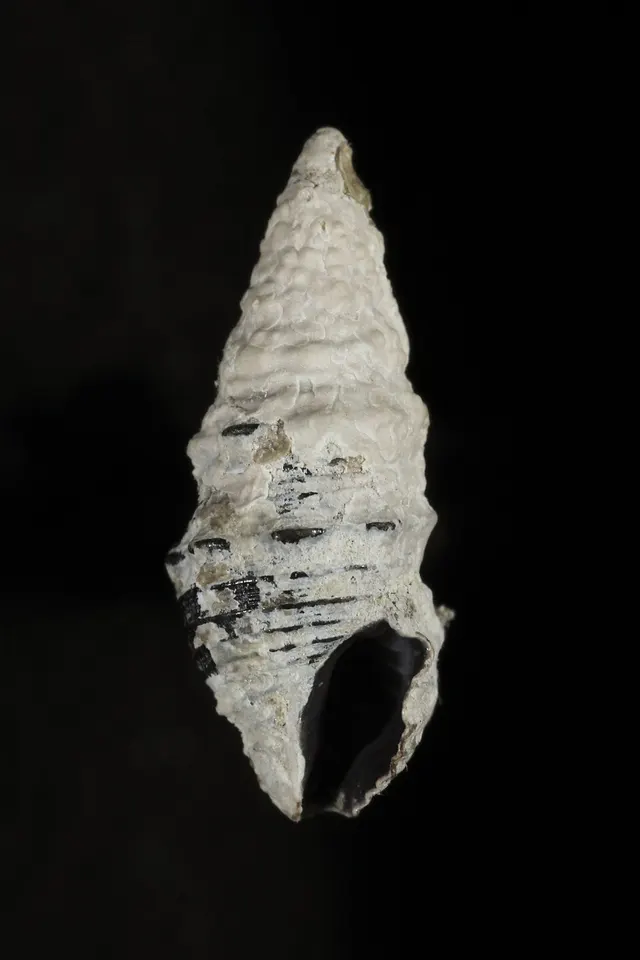 Turridrupa