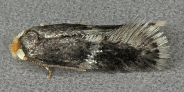 Ectoedemia albifasciella