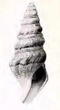 Rhodopetoma