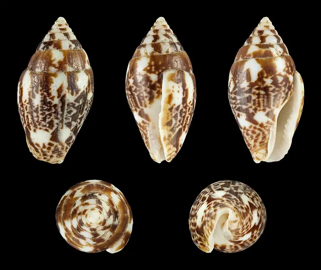Pyrene flava