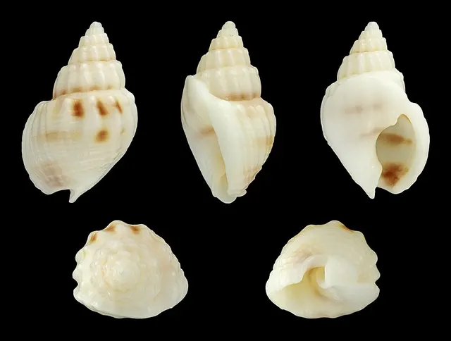 Nassarius fissilabris