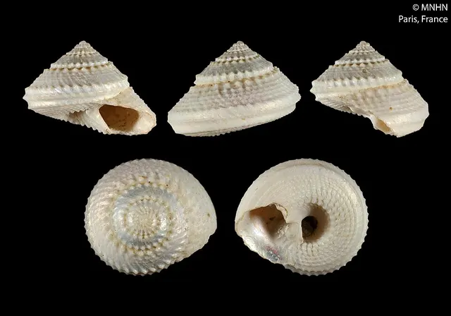 Calliotropis oros