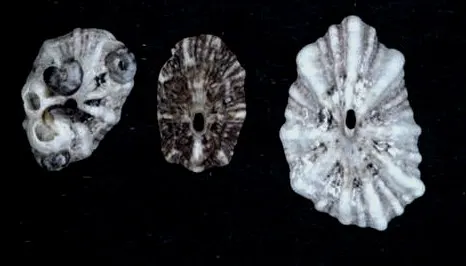 Fissurella angusta
