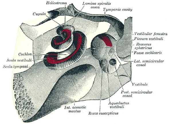 Cavité tympanique