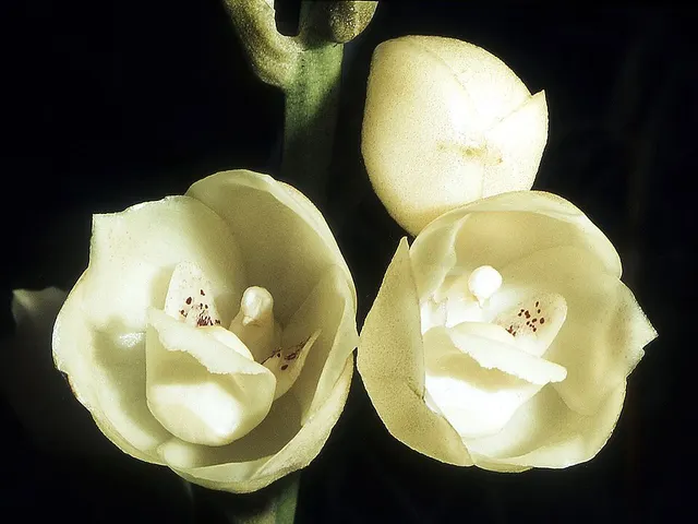 Peristeria