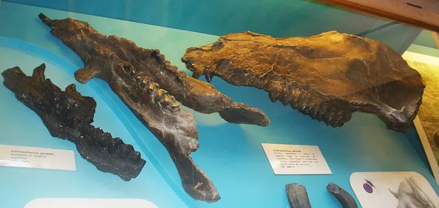 Anthracotherium