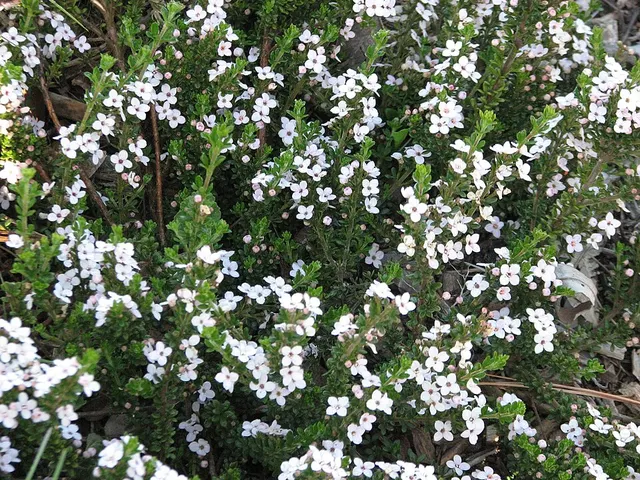 Zieria citriodora