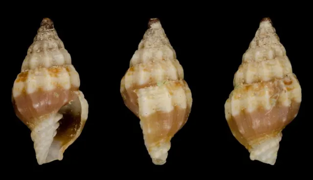 Vexillum leucozonias