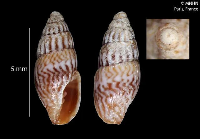 Pusia zebrina