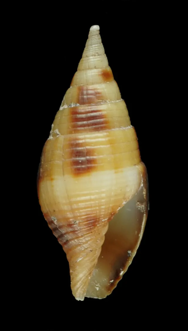 Nebularia contracta