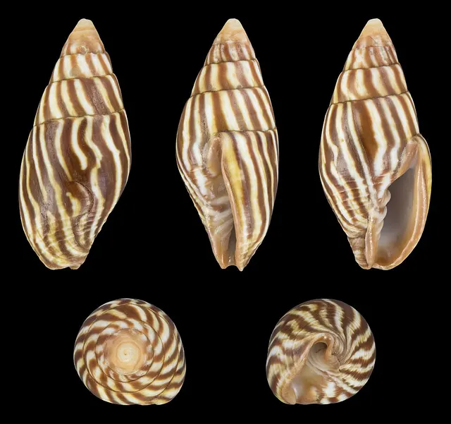 Strigatella pica