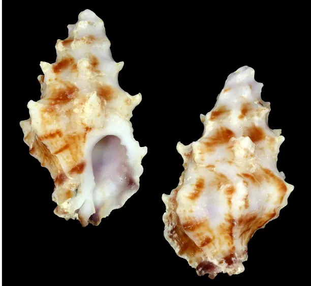 Attiliosa kevani