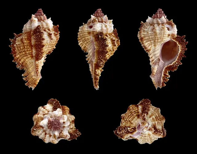 Chicomurex laciniatus