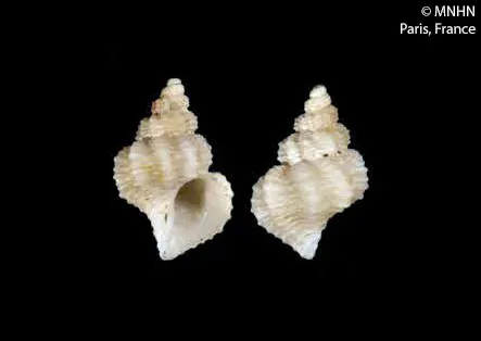 Coralliophila aberrans