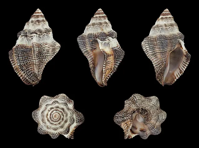 Ergalatax crassulnata