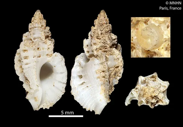 Pygmaepterys paulboschi