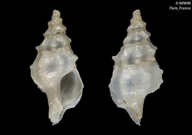 Leptotrophon protocarinatus
