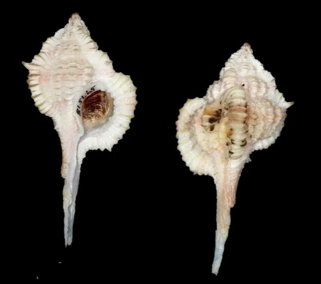 Vokesimurex sallasi