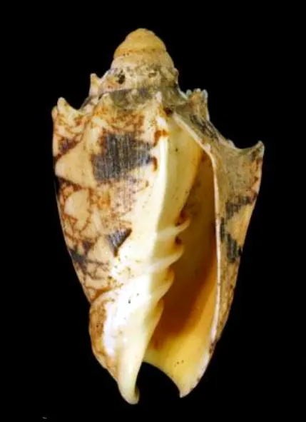 Cymbiola chrysostoma