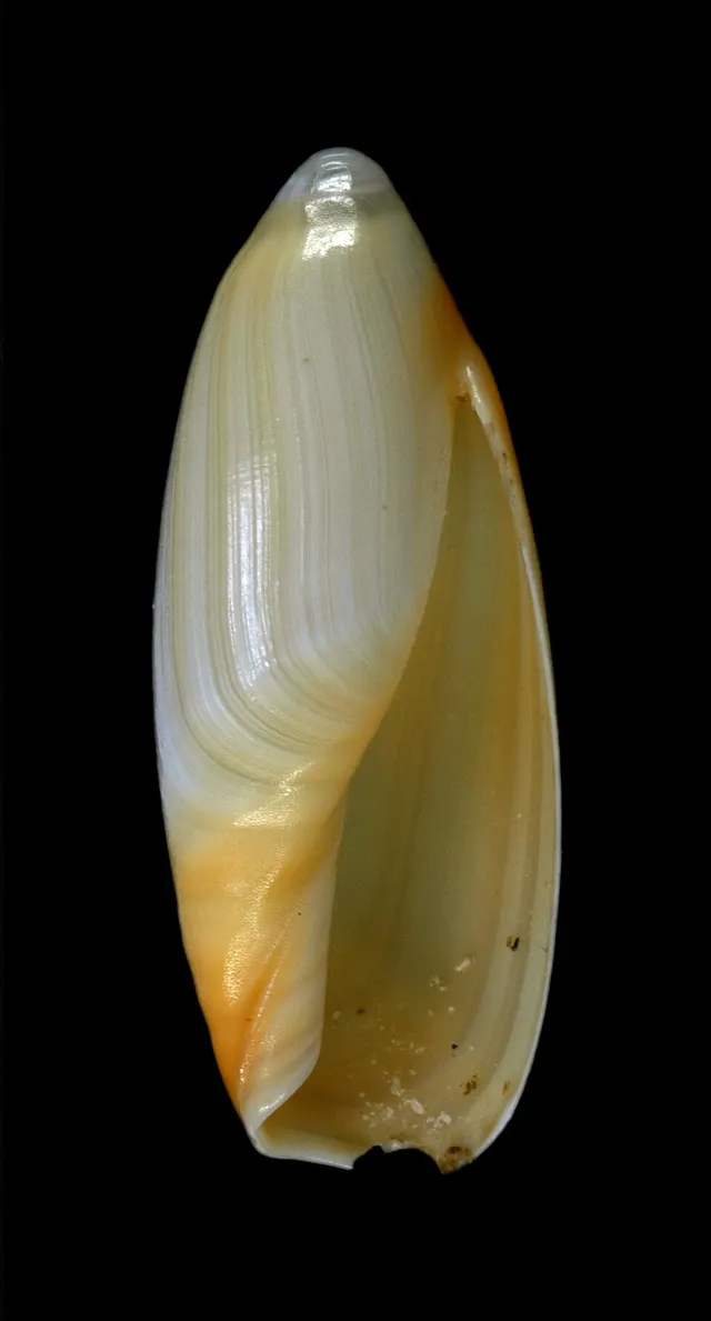 Ancillista aureocallosa