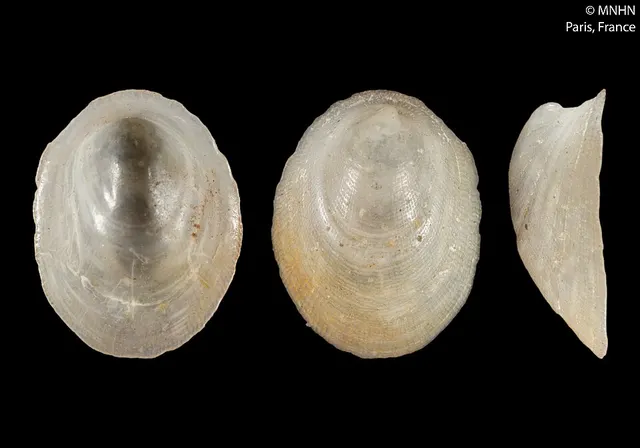 Plesiothyreus hamillei