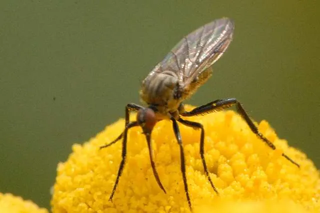 Empis picipes