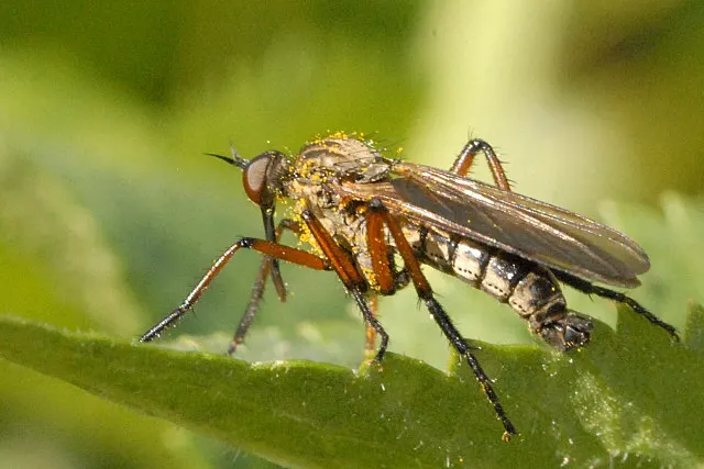 Empis opaca