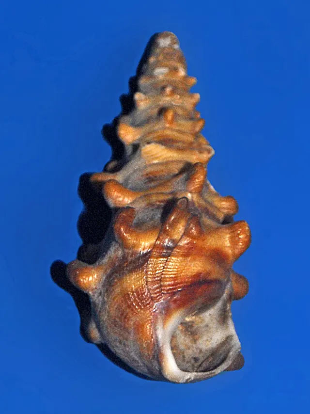 Pachymelania