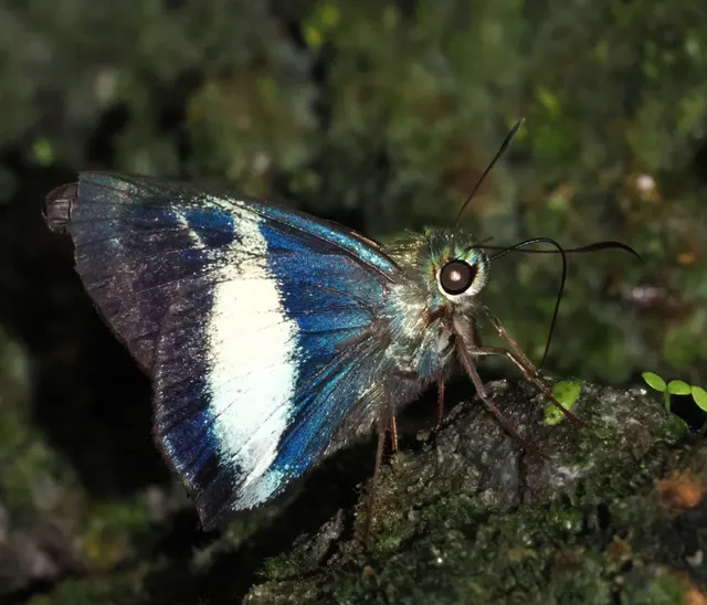 Hasora discolor