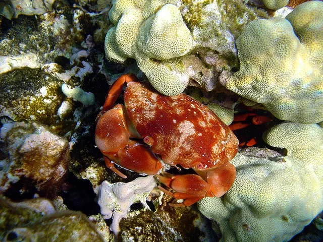 Carpilius convexus