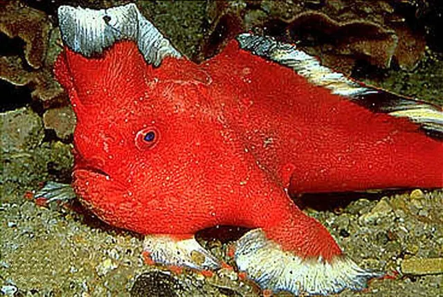 Thymichthys