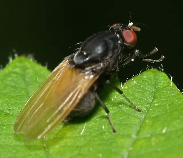 Minettia